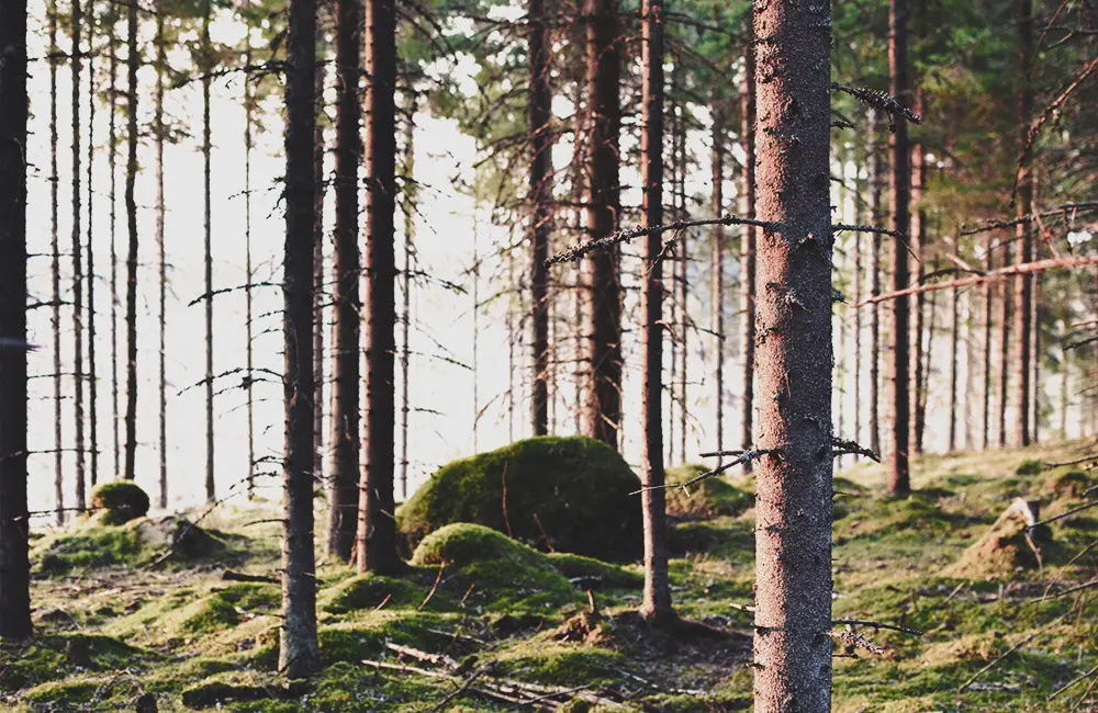 lövhult 7 571 92 nässjö
